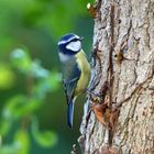 Gartenvögel Blaumeise