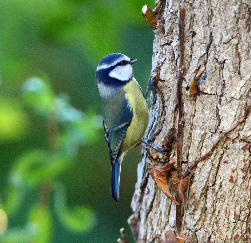 Gartenvögel Blaumeise Foto & Bild natur, tiere, foto