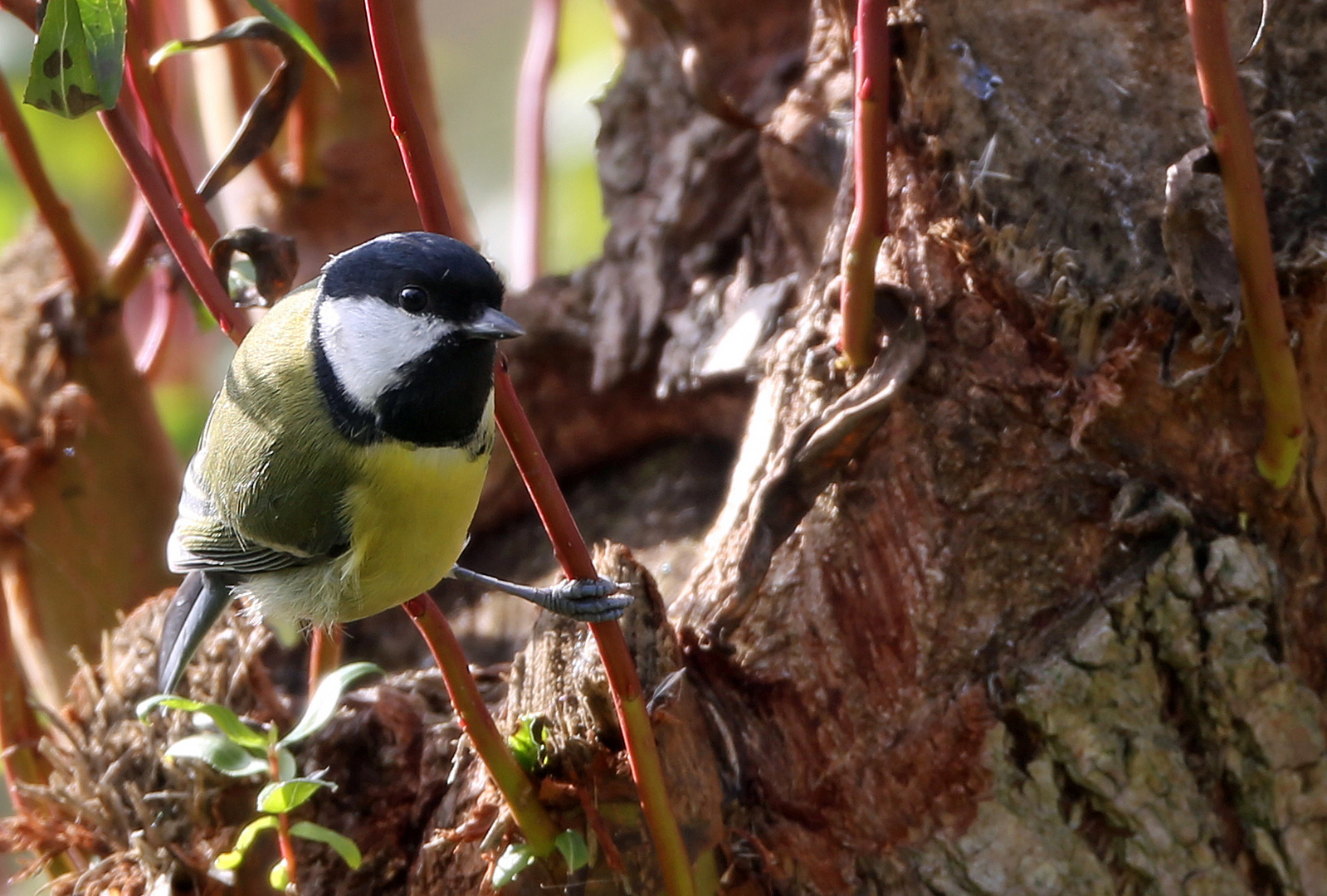 Gartenvögel Kohlmeise Foto & Bild natur, vogel, tiere