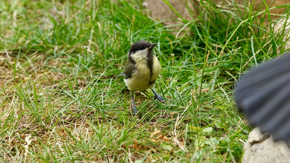 Gartenvögel Meisennachwuchs