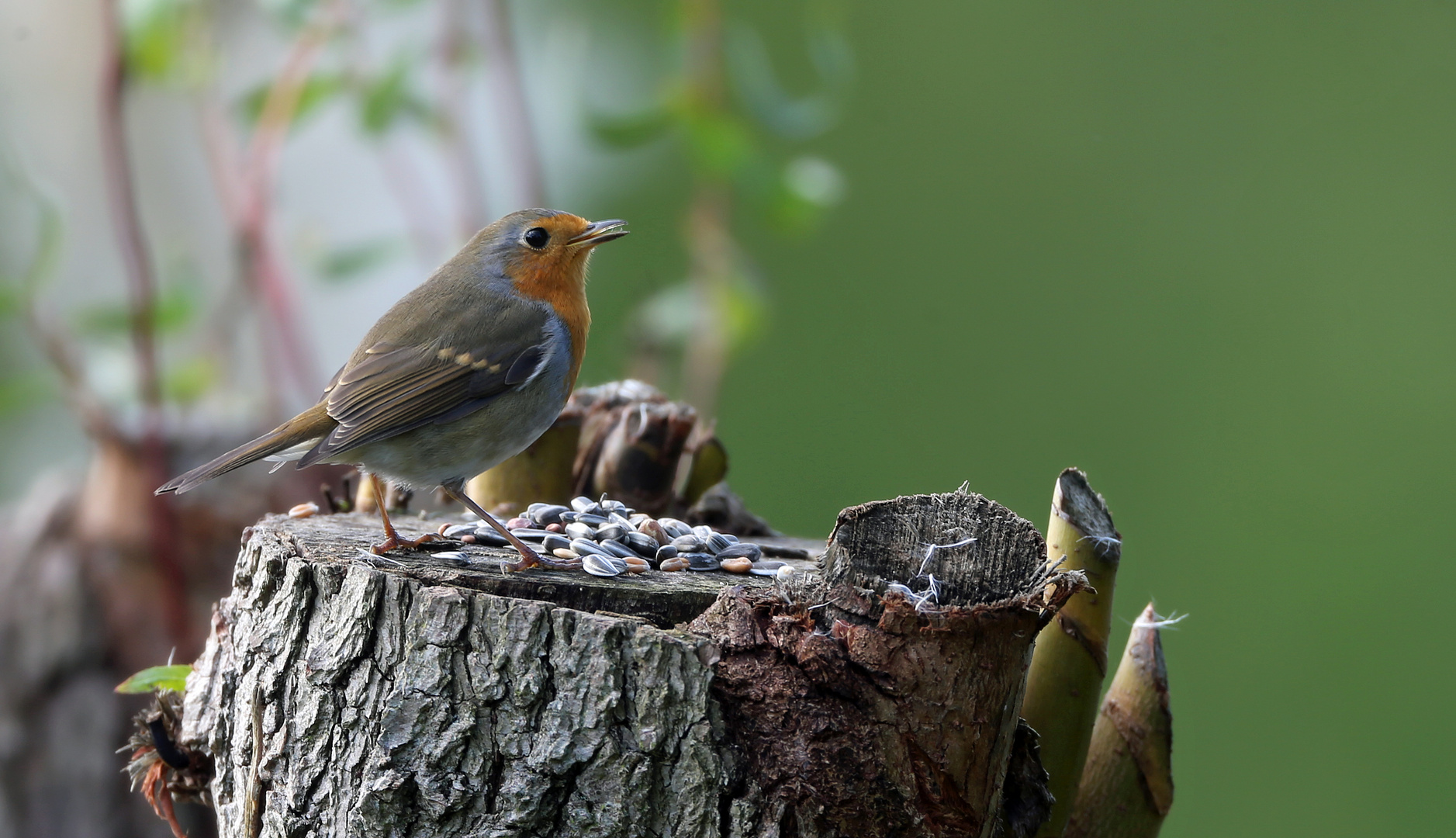 Gartenvögel  -Rotkehlchen- 