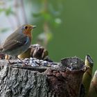 Gartenvögel  -Rotkehlchen- 