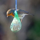 Gartenvögel - Rotkehlchen- Meisenknödel-3-