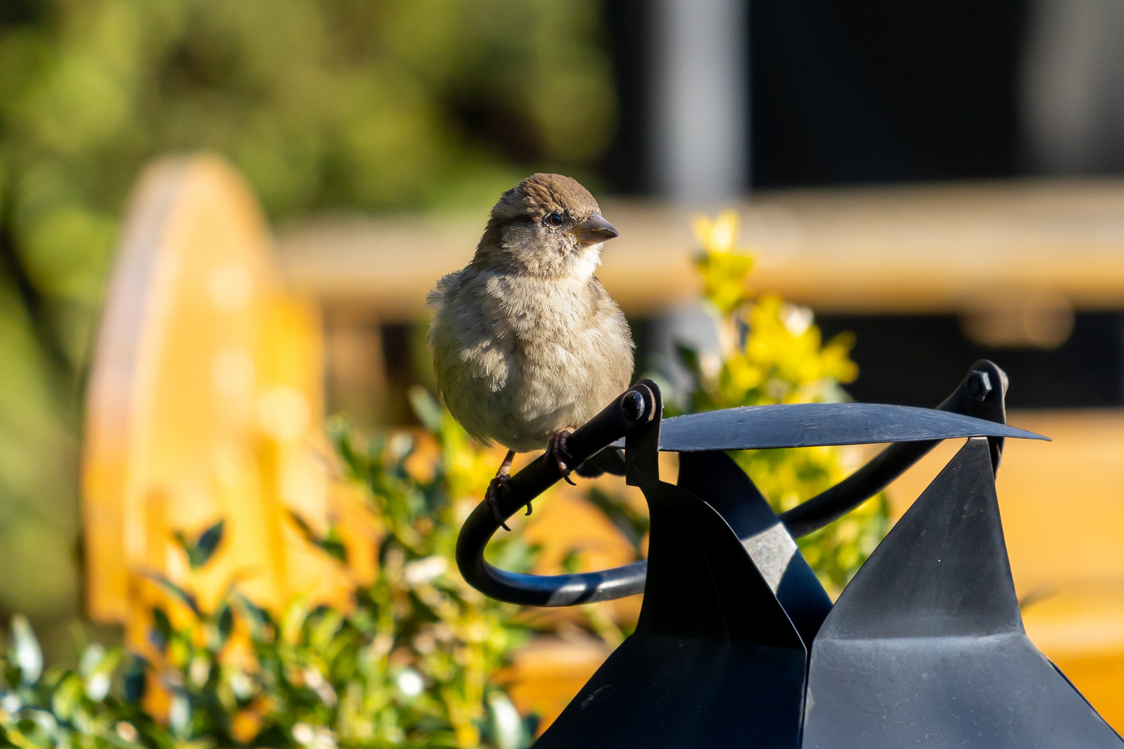 Gartenvogel