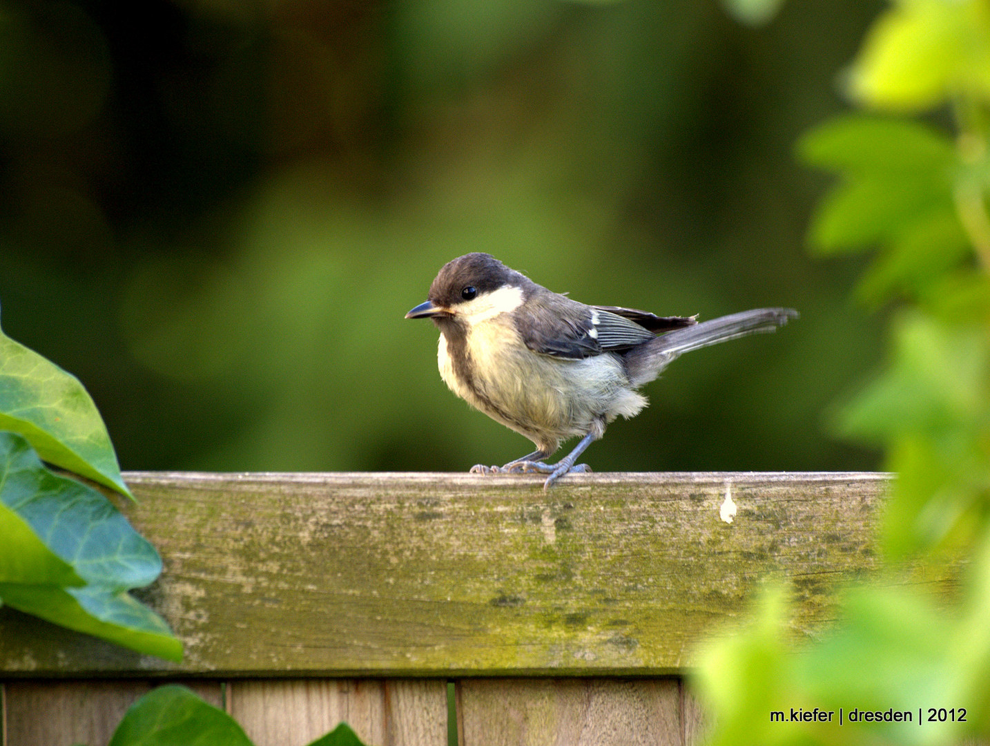 Gartenvogel