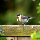 Gartenvogel