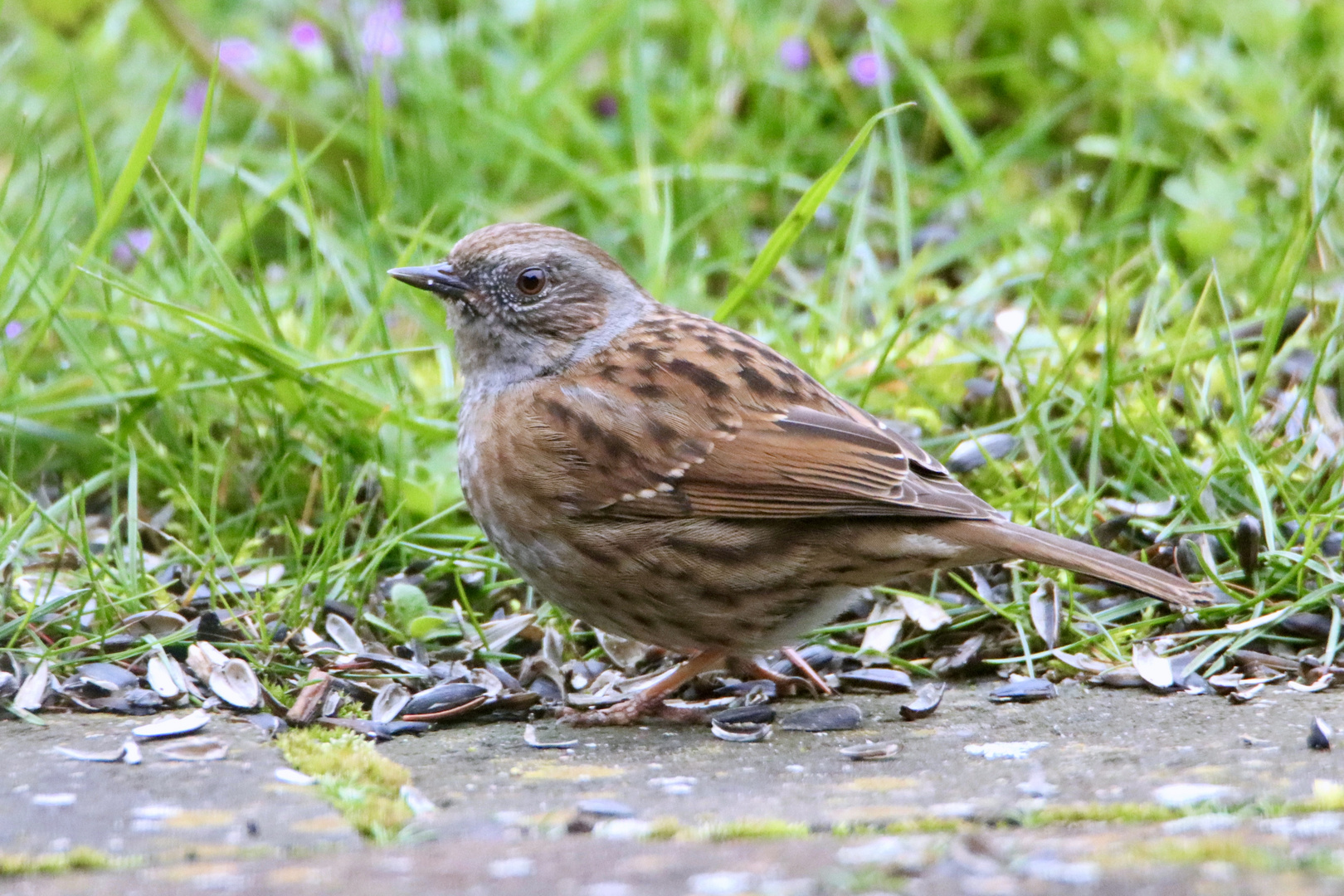 Gartenvogel ...