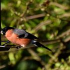 Gartenvogel, Gimpel (Dompfaff)