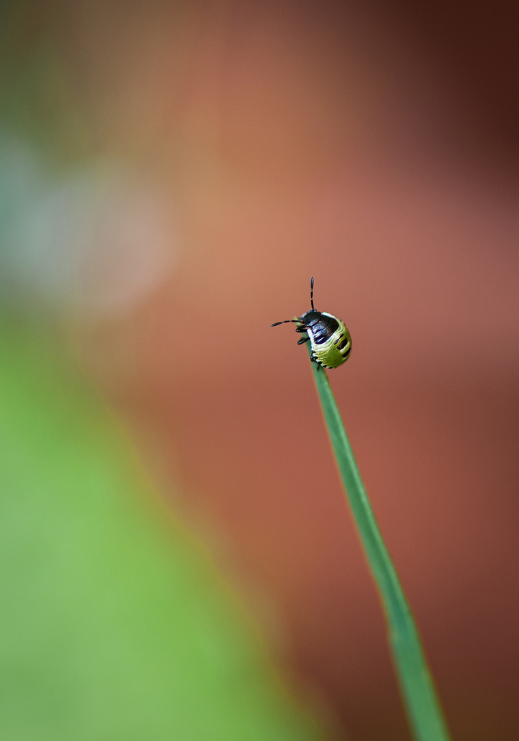 Garten.Wanze