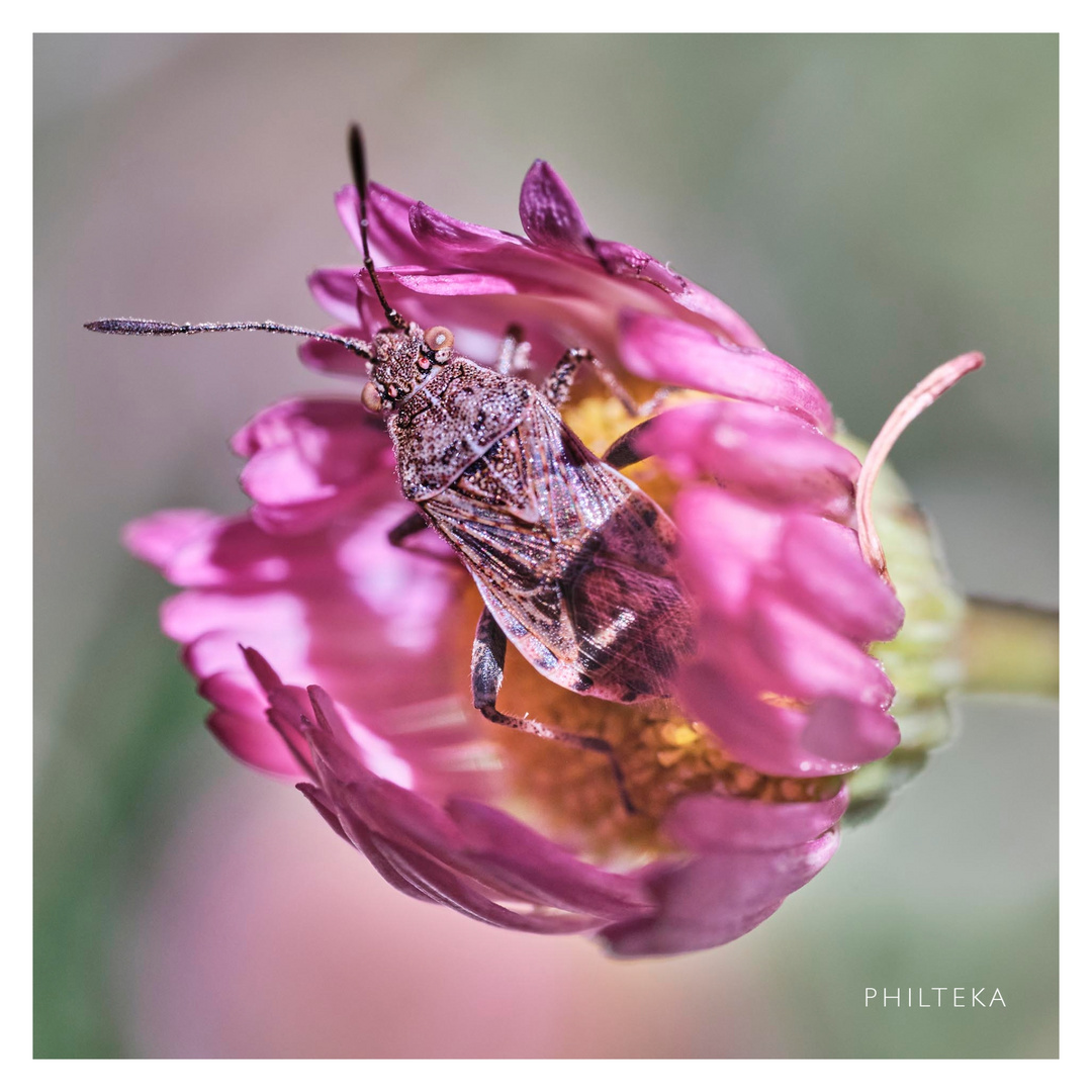 Gartenwanze auf Ganseblümchen