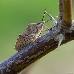 Gartenwanze (raphigaster nebulosa)