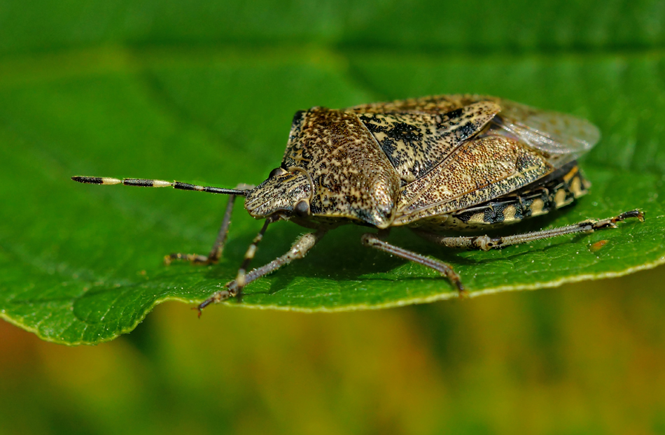 Gartenwanze (Raphigaster nebulosa)