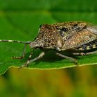 Gartenwanze (Raphigaster nebulosa)