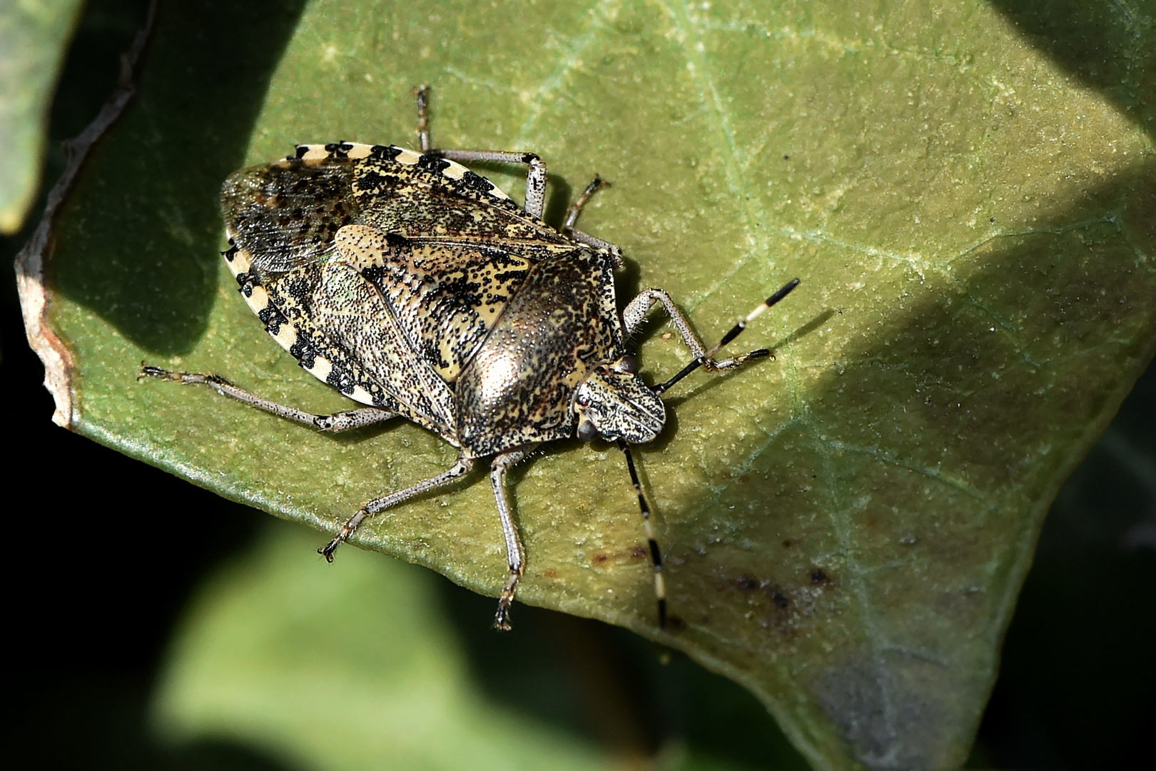 Gartenwanze (Rhaphigaster nebulosa)