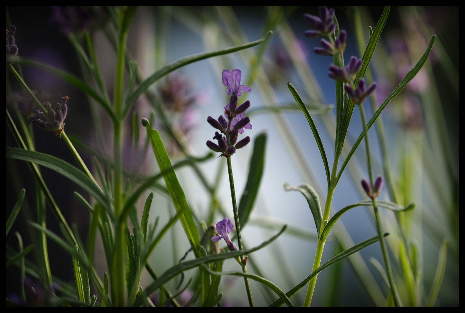 Gartenwelt