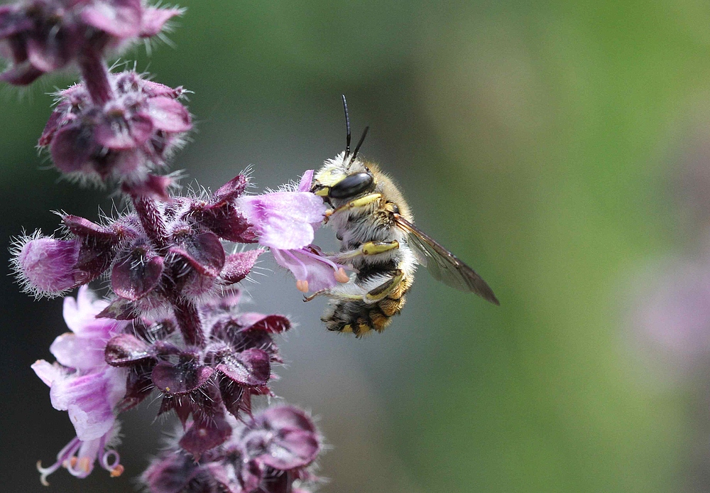 Gartenwollbiene