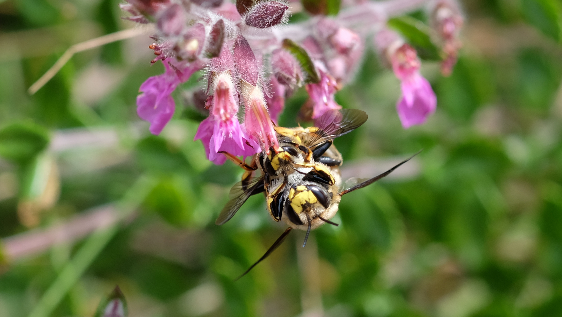 Gartenwollbienen wollen mehr Gartenwollbienen