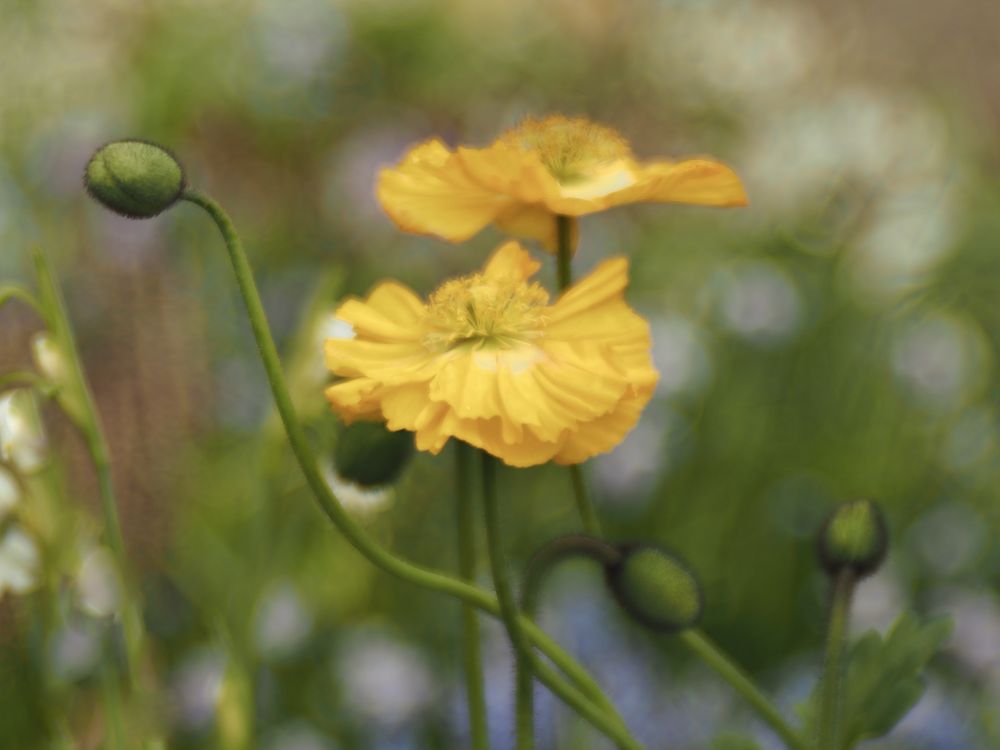 Garten.Zauber.