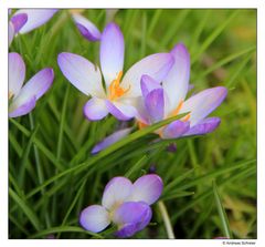 Gartenzauber im März