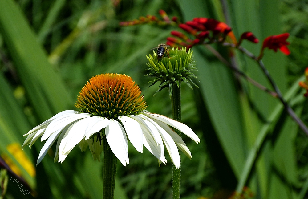 Gartenzauber - Sonnenhut Foto & Bild | pflanzen, pilze & flechten