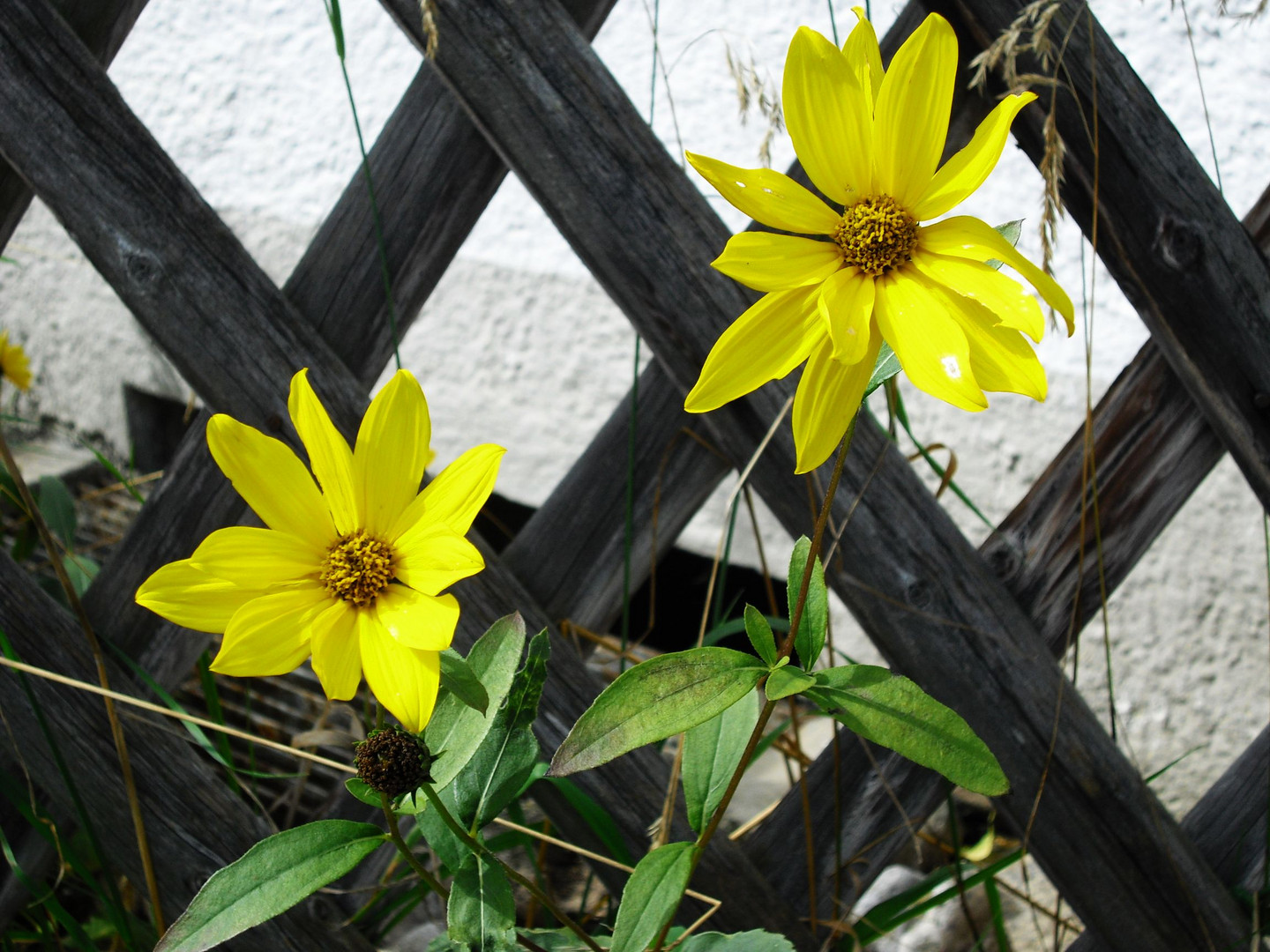 Gartenzaun Blumen