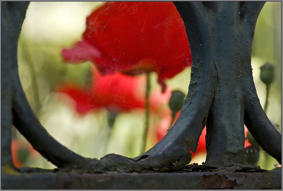 gartenzaunmohn-mohnzaungarten