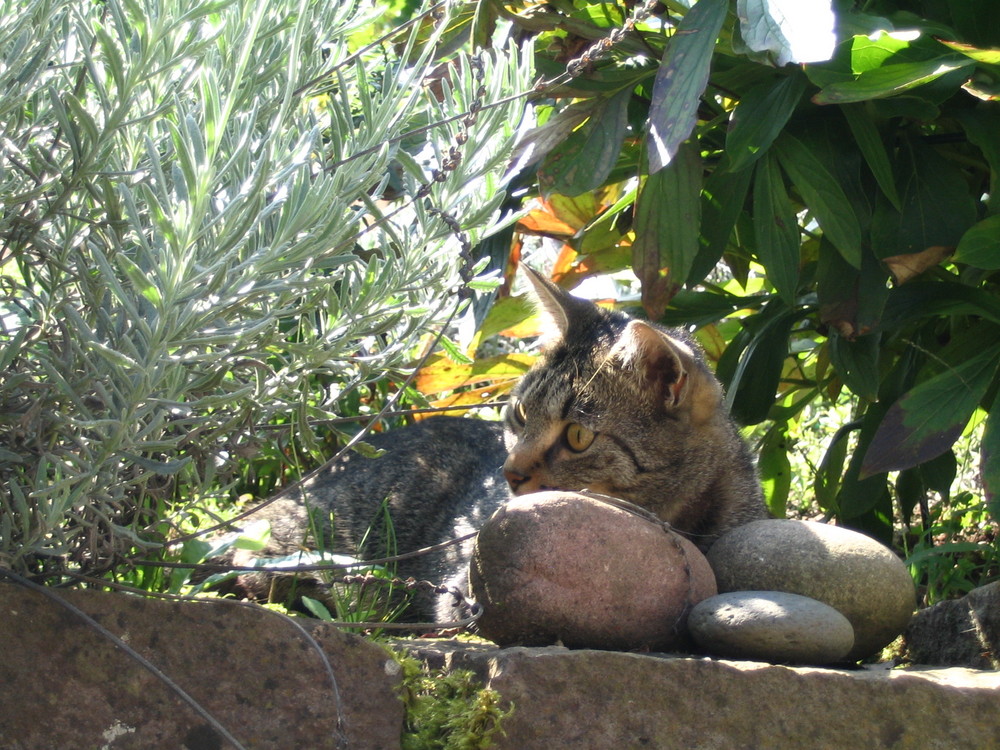 Gartenzeit