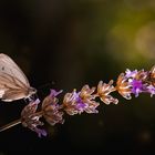 Gartenzeit