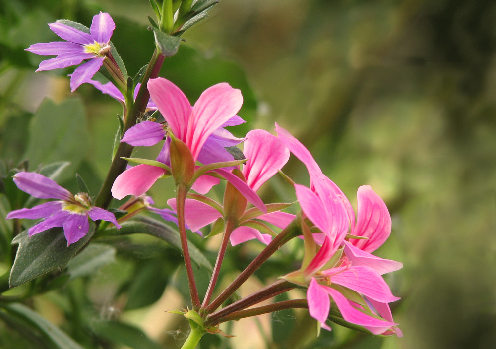 Gartenzeit