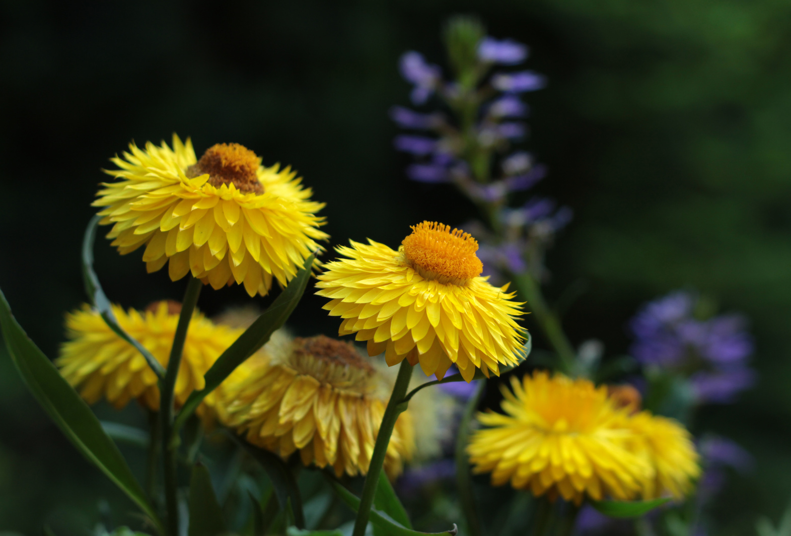 Gartenzeit