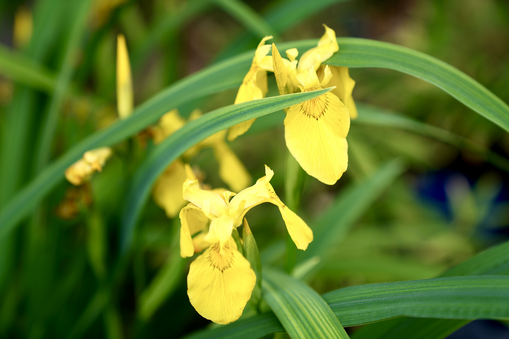 Gartenzeit1