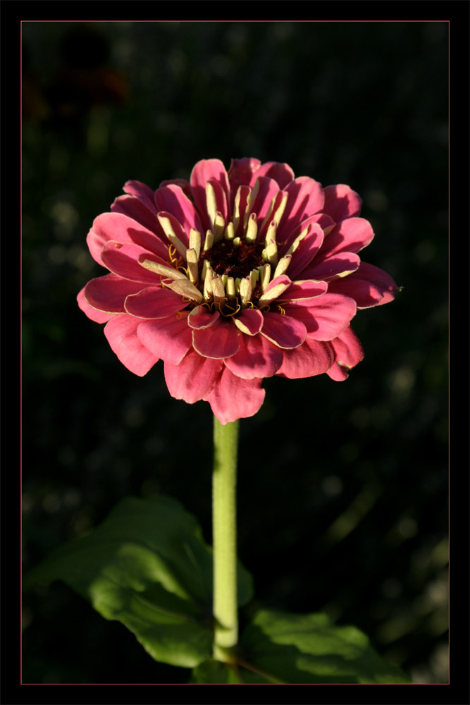 Gartenzinnie (Zinnia elegans)