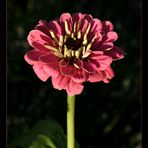 Gartenzinnie (Zinnia elegans)