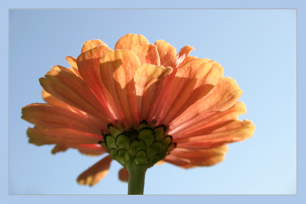 Gartenzinnie (Zinnia elegans)