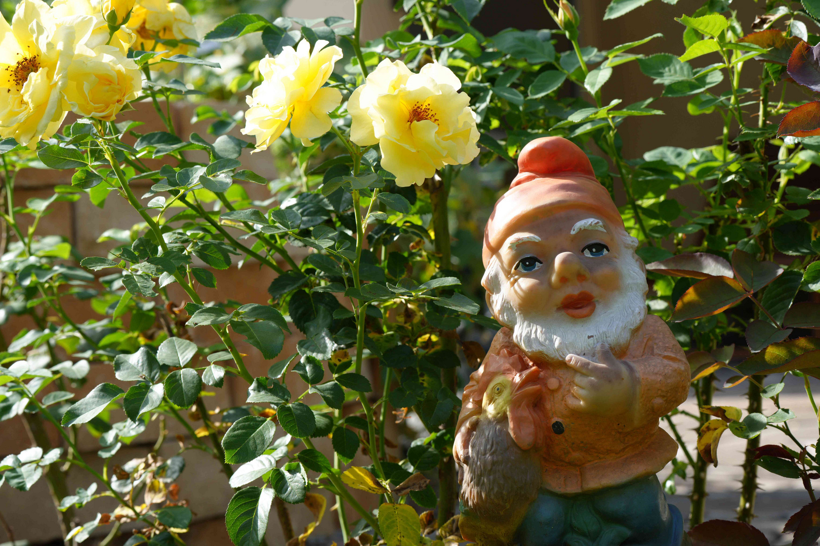 Gartenzwerg mit Rosen