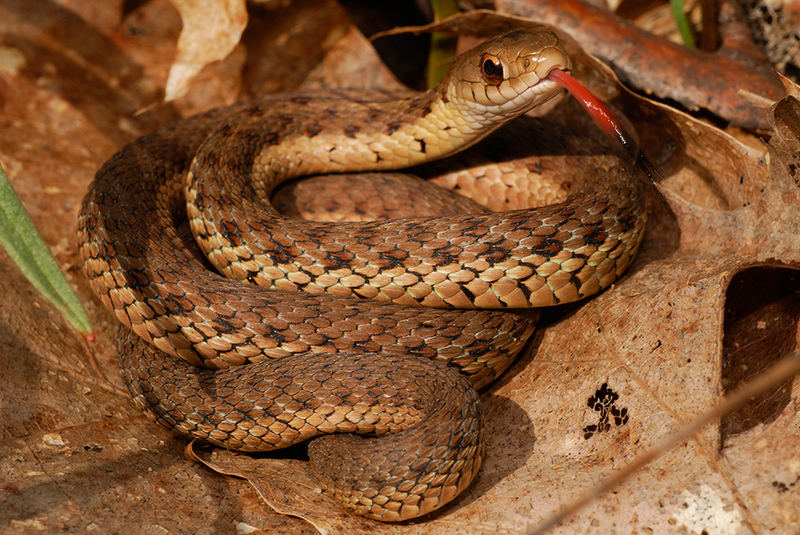 Garter Snake