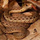 Garter Snake