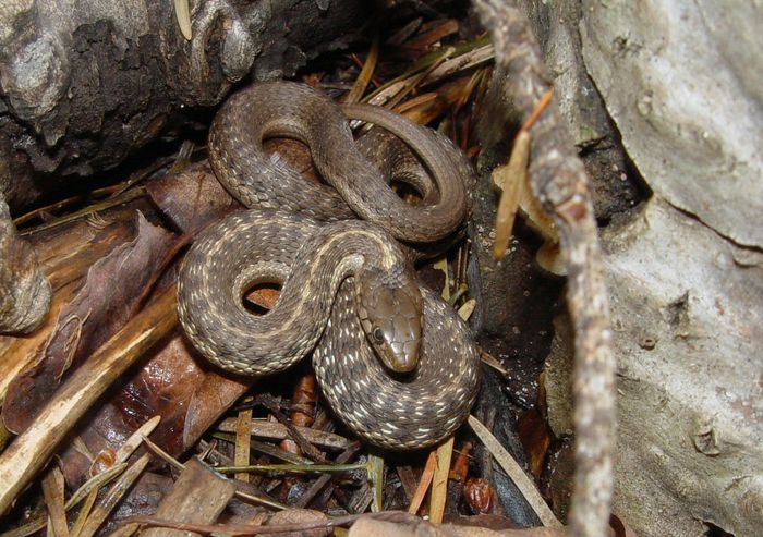 Garter Snake (Thamnophis)