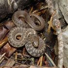 Garter Snake (Thamnophis)