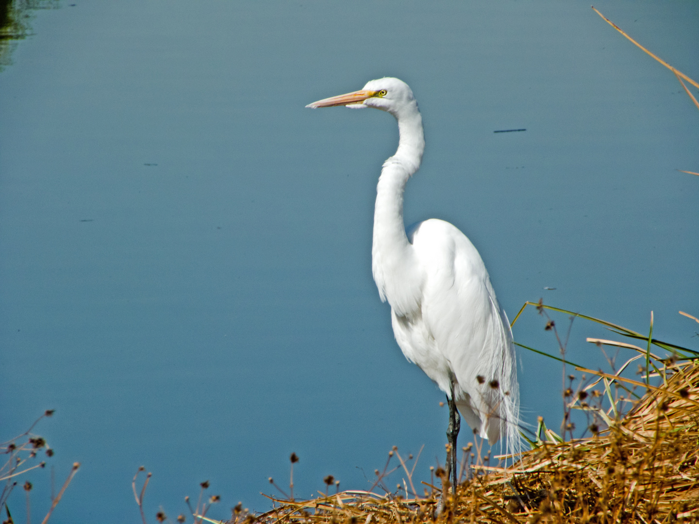 Garza