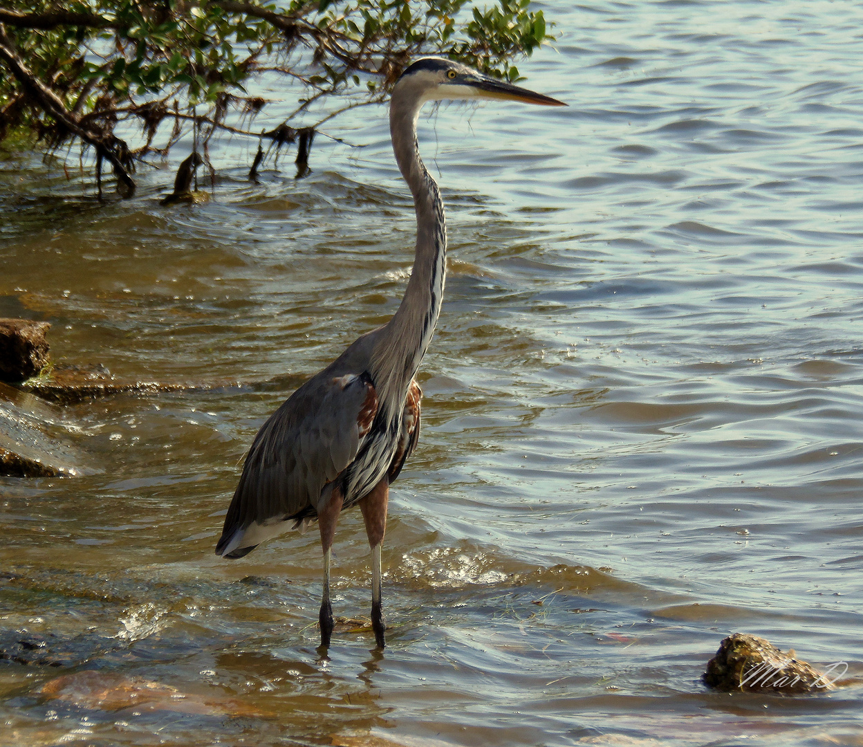 Garza Azul