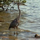 Garza Azul