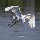 Garza blanca