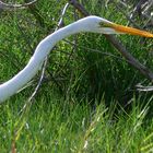 Garza blanca