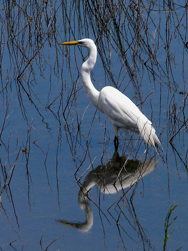 Garza blanca