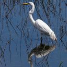 Garza blanca