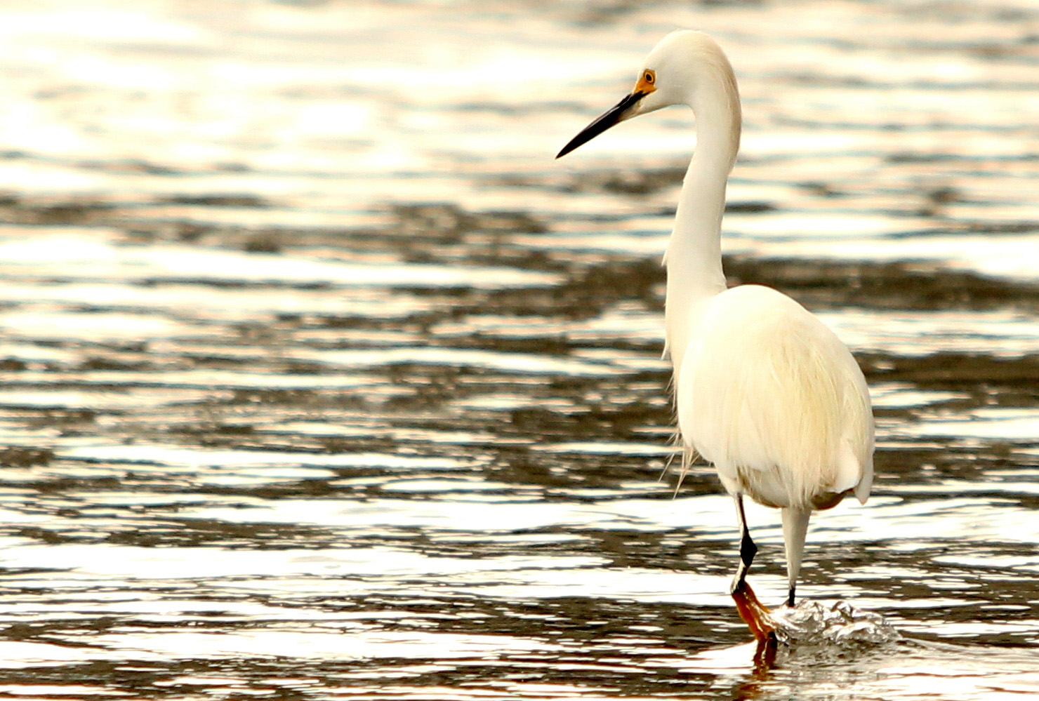 Garza Blanca