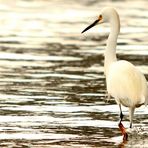 Garza Blanca