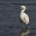 Garza blanca