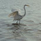 Garza Blanca (Ardea alba)